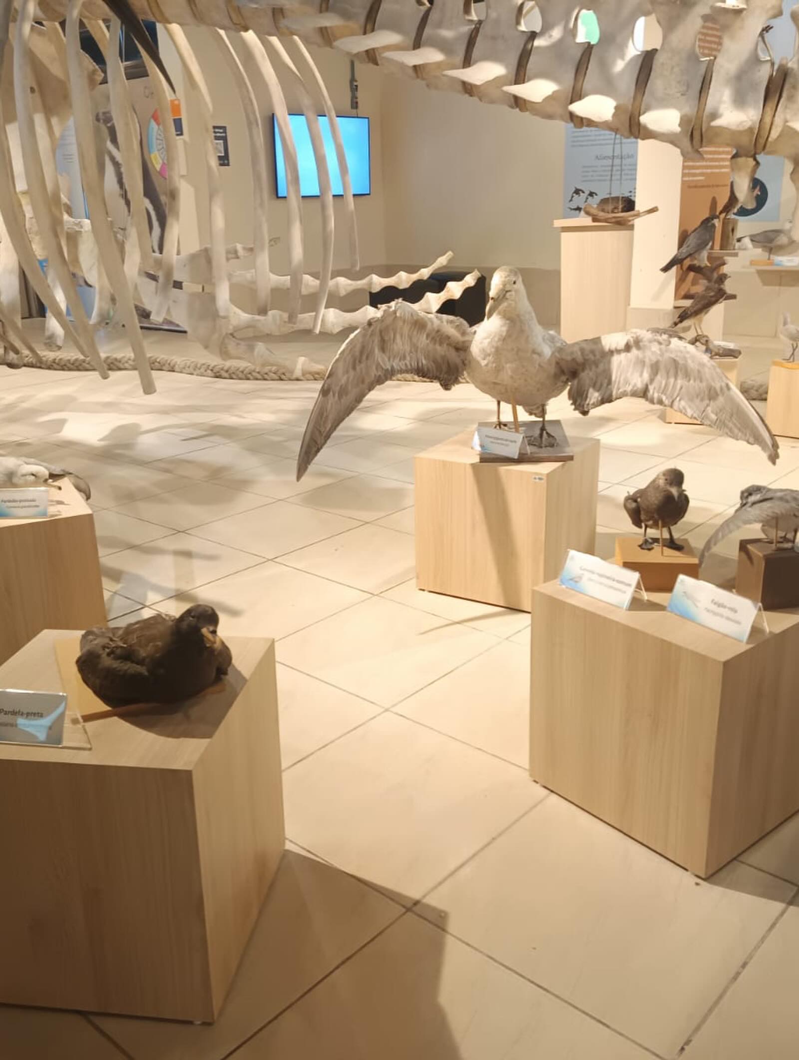 Saída de estudos ao Museu de Ciências Naturais do Ceclimar