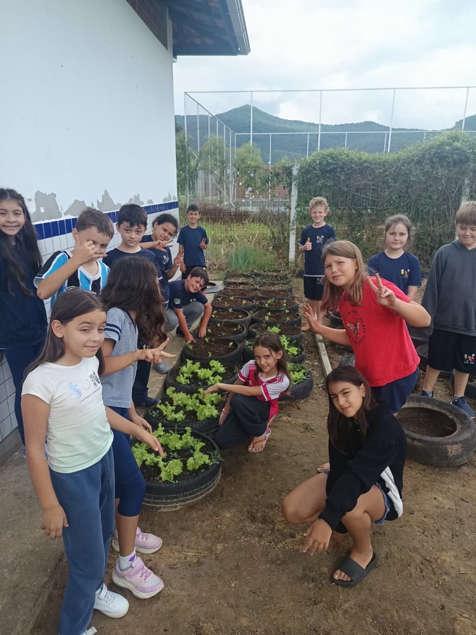 Plantio de alface na horta da escola